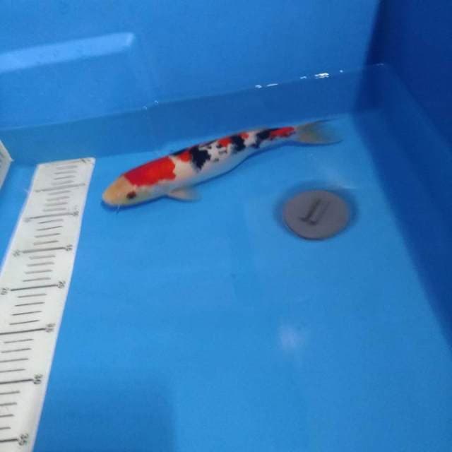 Sanke SQ POOL - 30cm