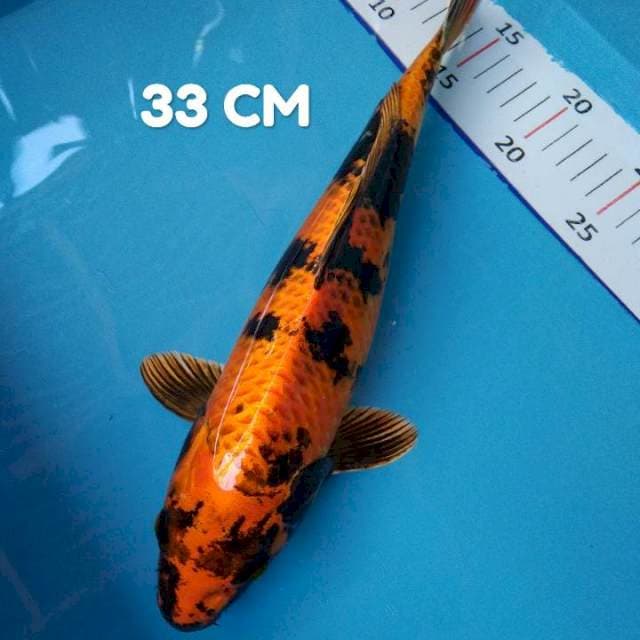 Hi Utsuri Bagus 33 CM