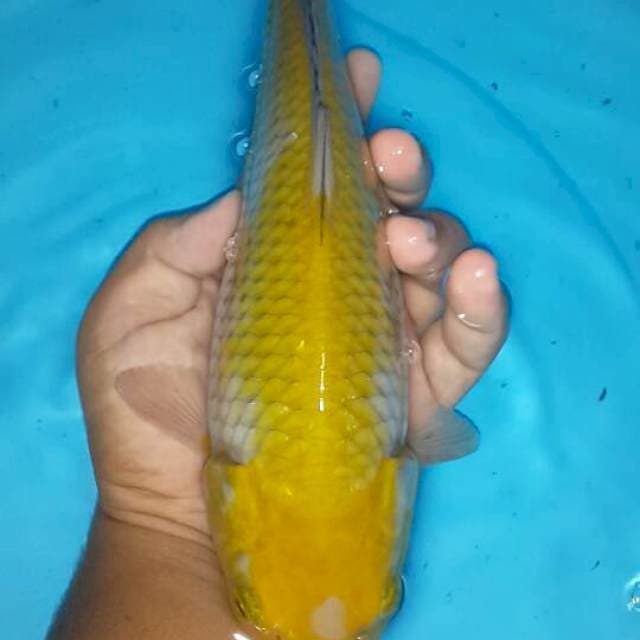 Pejinak kolam