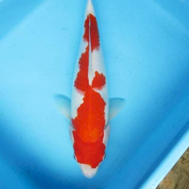KOHAKU
