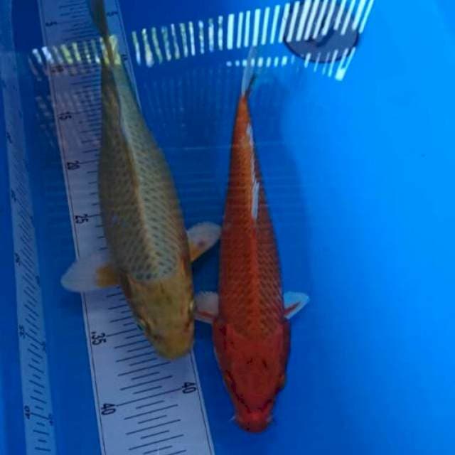 Orenji dan karasi