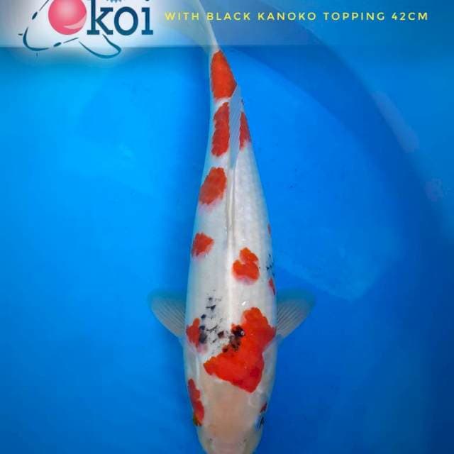 Kanoko Showa big size 42cm