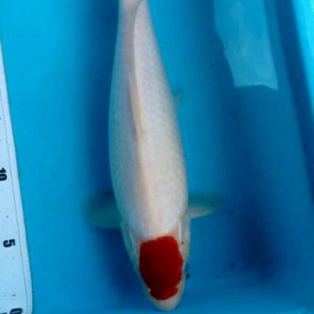 Tancho Kohaku Ori
