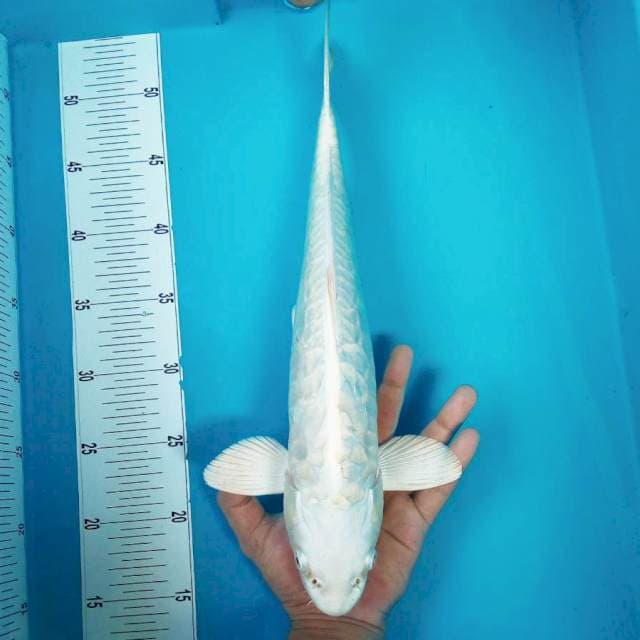 3. PLATINUM ARAGOKE #38CM
