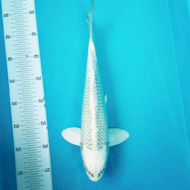 6. GIN MATSUBA #37CM