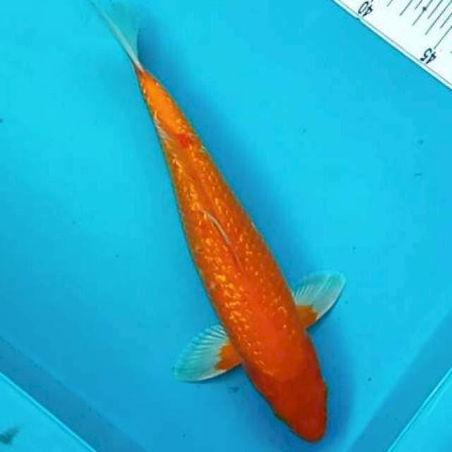 9. OGON GINRIN #32CM