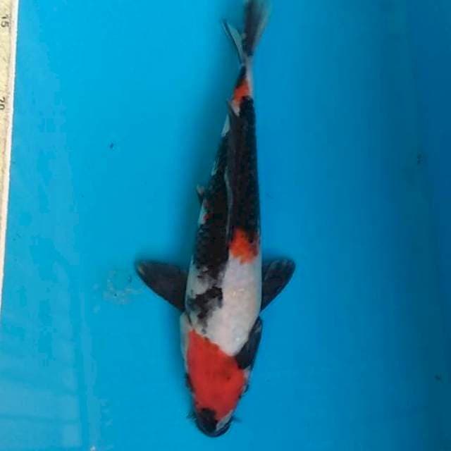Showa 22cm