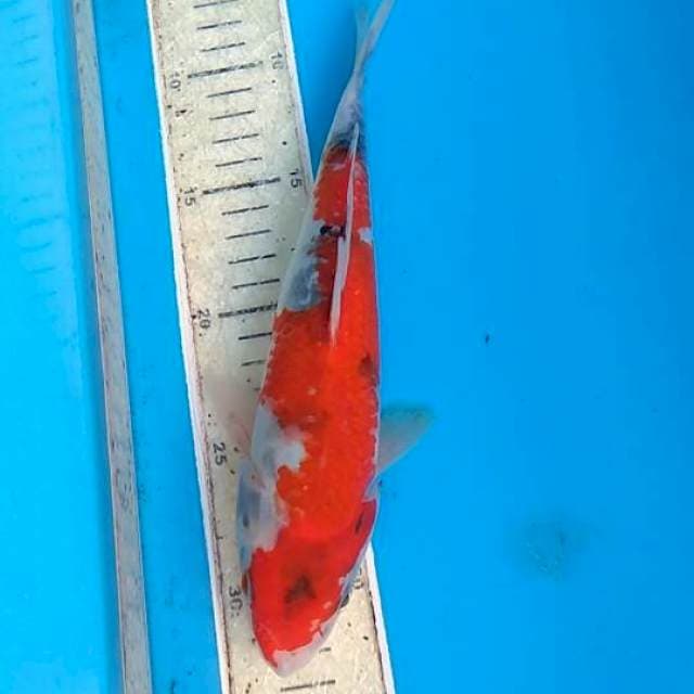 Showa 25cm