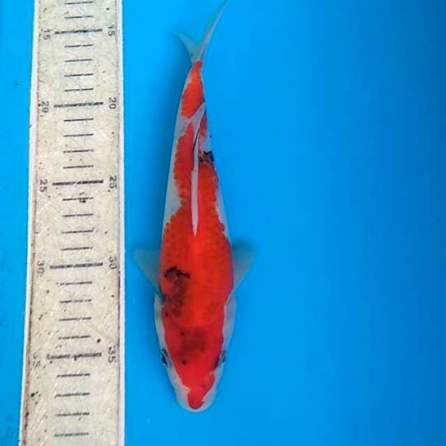 Showa 23cm