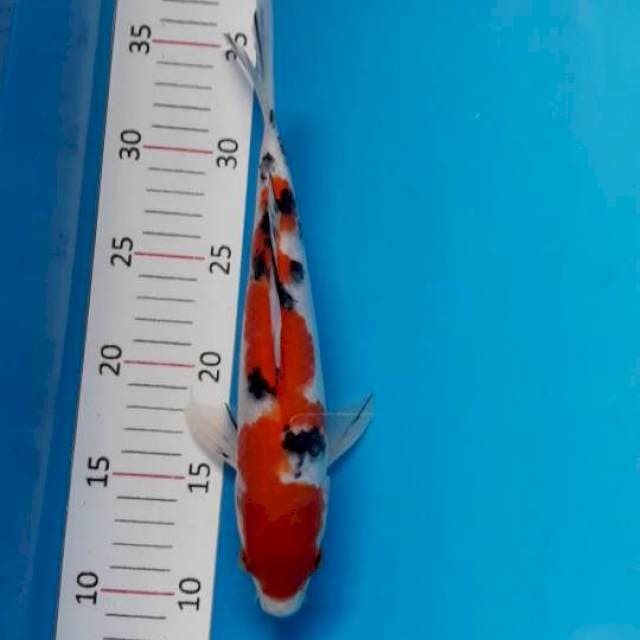 #SANKE 27CM