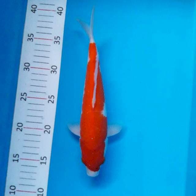 #KOHAKU 26CM