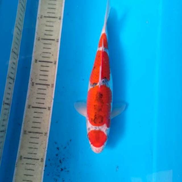 Maruten goshiki