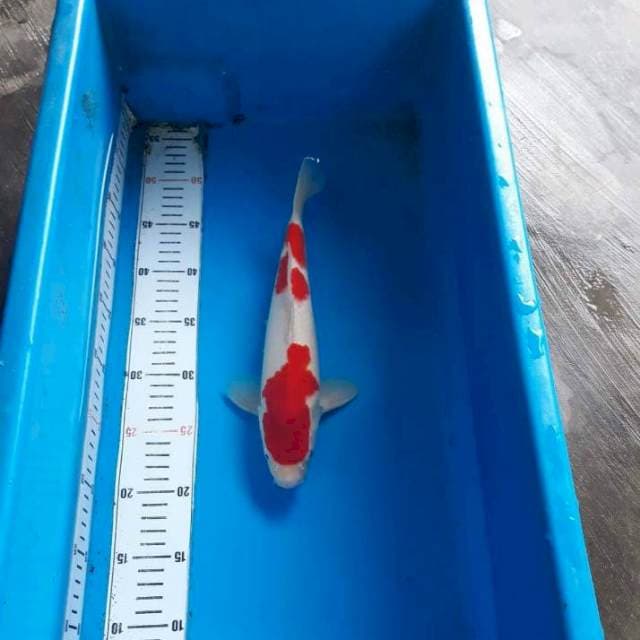 KOHAKU BERPUNUK 