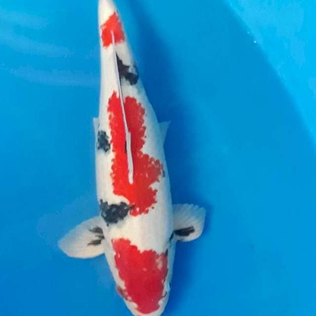 Showa Tsubo Sumi 45BU
