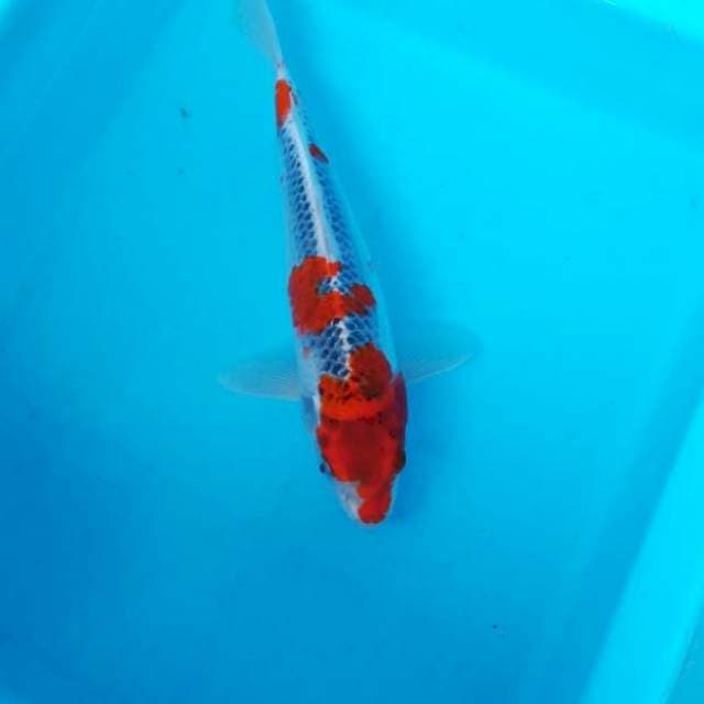 NJK - RED GOSHIKI