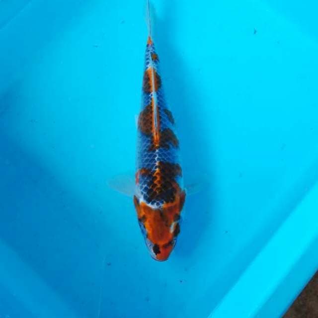 NJK - BENIGINGGA