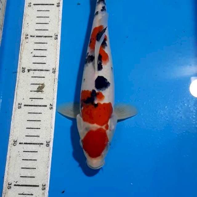 MARUTEN SANKE 27 CM