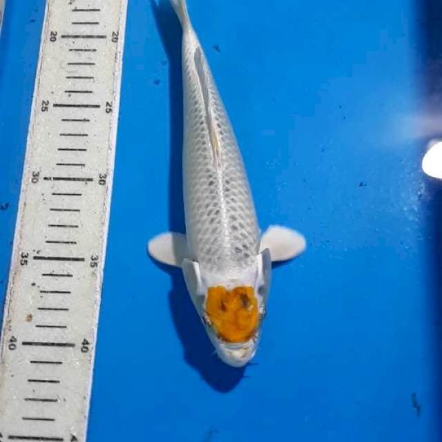 TANCHO HARIWAKE 25 CM