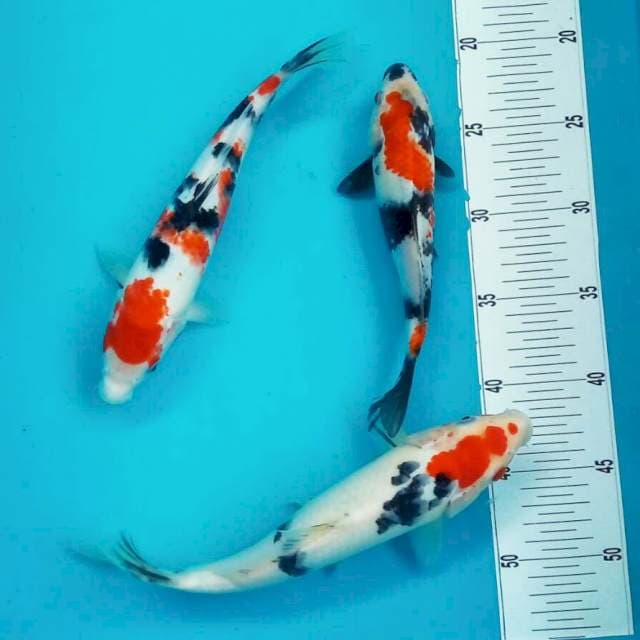 TRIO MACAN ||25-30CM