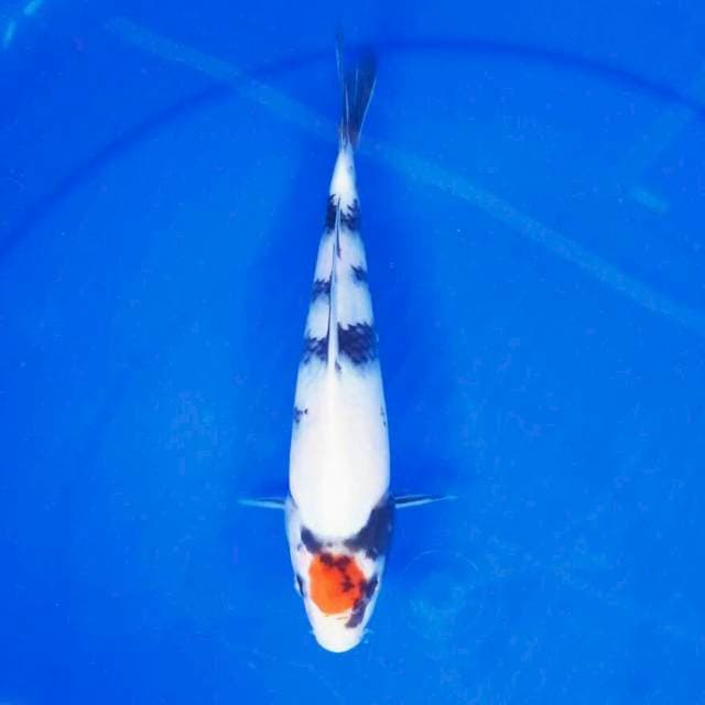 Tancho Showa ||25cm