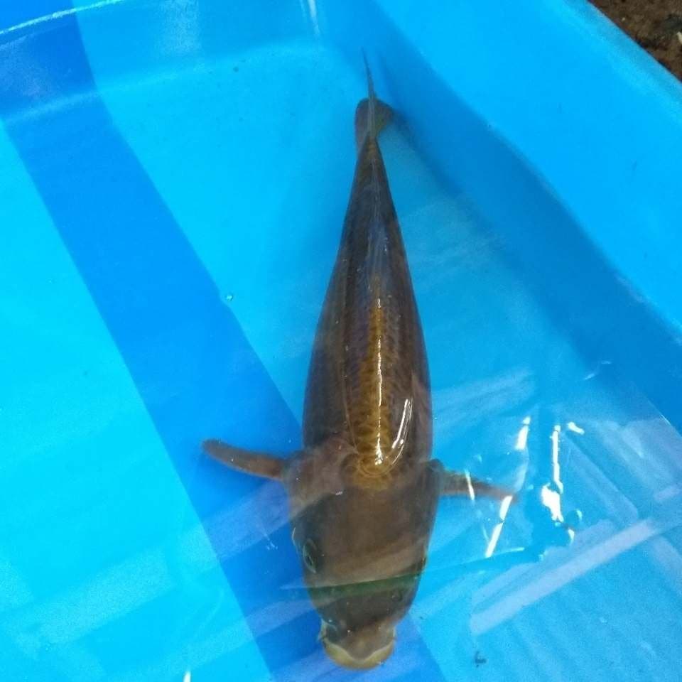 Dark Chagoi