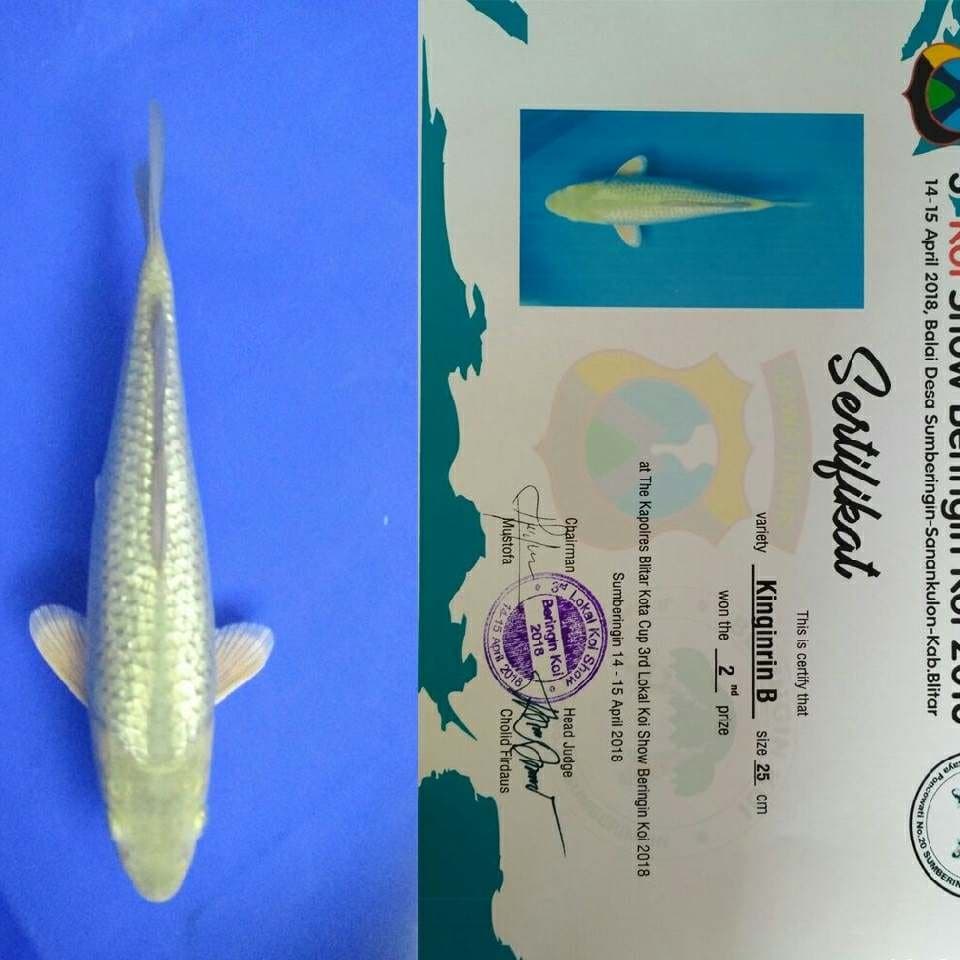 Midori full ginrin juara 2