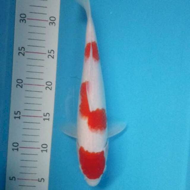 Kohaku