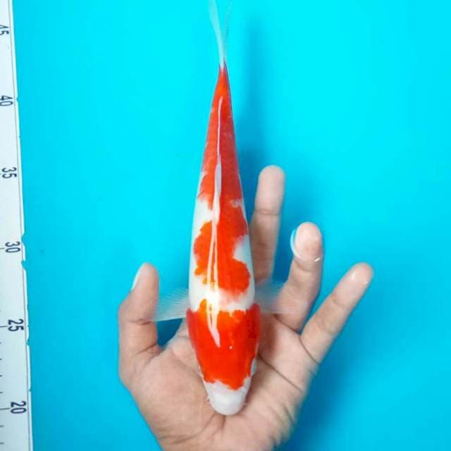 kohaku 2stepp original*26cm