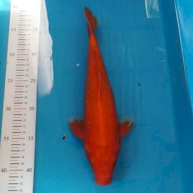 Benigoi jos 30cm