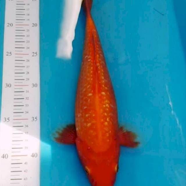 Benigoi ginrin 31cm