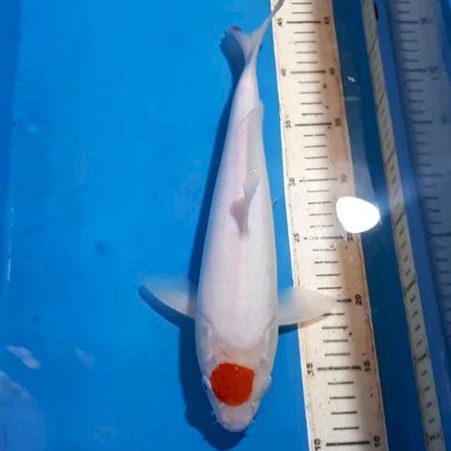 TANCHO KOHAKU 34 CM