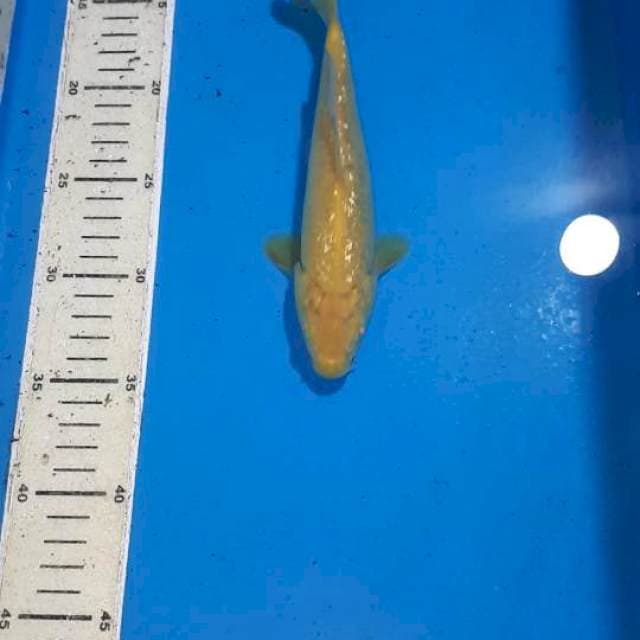 KARASHI MATA MERAH GINDRIN 21 CM