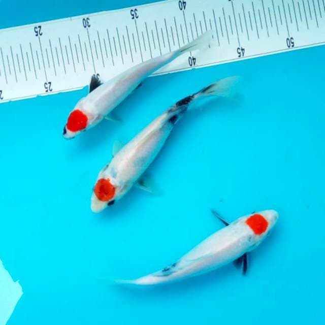 A. MinionS Tategoi # 20-23cm