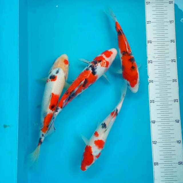 D. SANKE #26-30CM