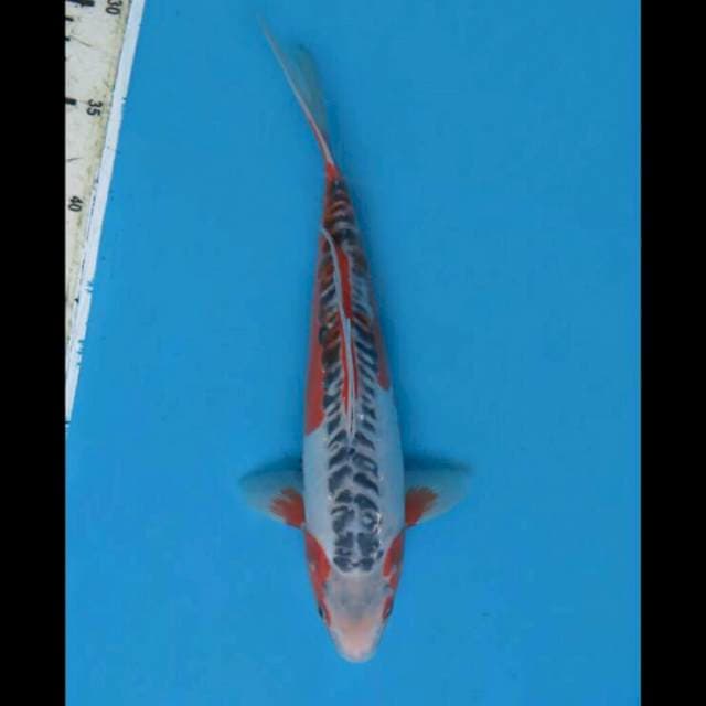 33cm Male - F2 Shusui Prospek