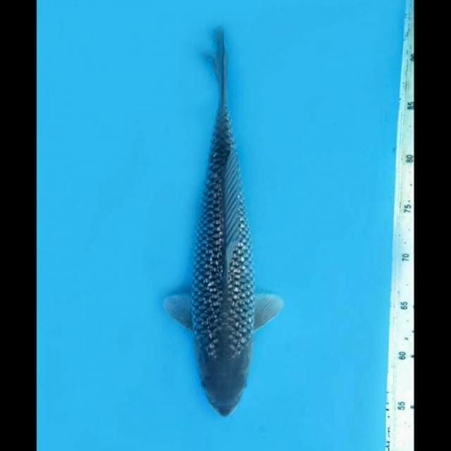 35cm Male - Soragoi Full Ginrin tidak bocor