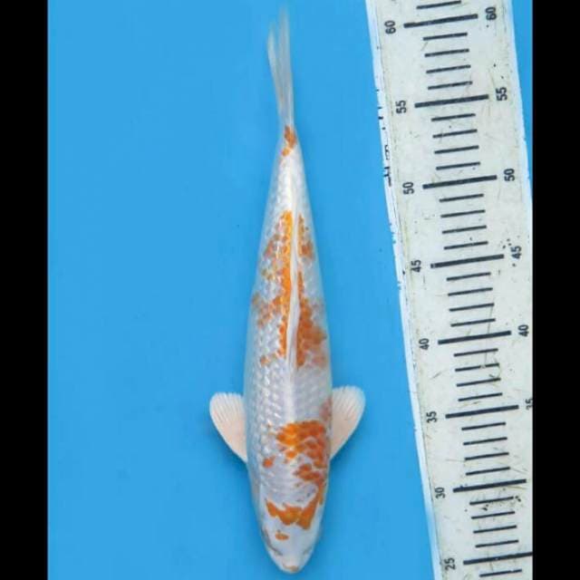 33cm Male - Hariwake Koleksi