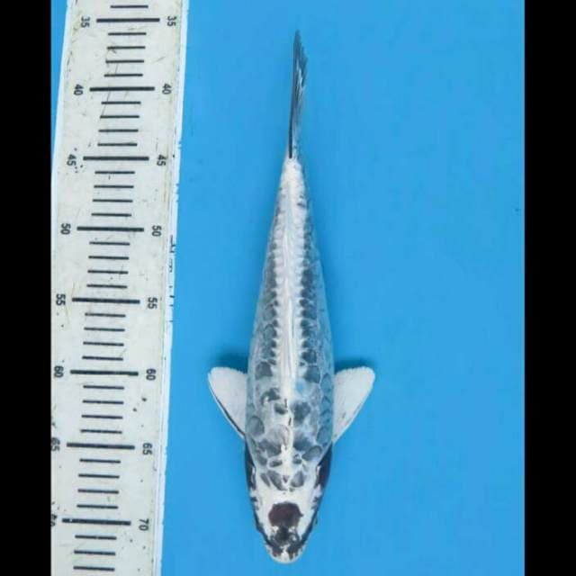 34cm -Male - Super Unique Kawarimono