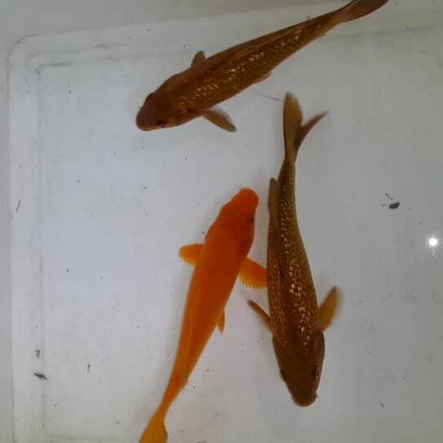 2 Tembaga ginrin 1 karasi