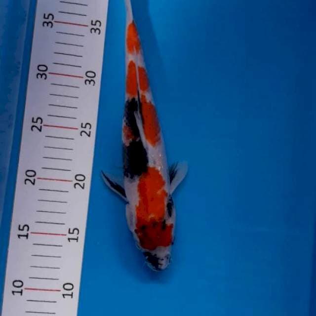 #SHOWA 29CM