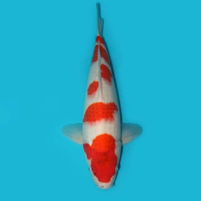 Tategoi Showa 40 cm