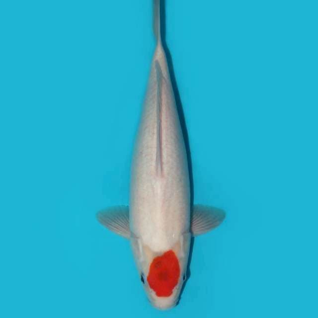 TANCHO TATEGOI 40 CM