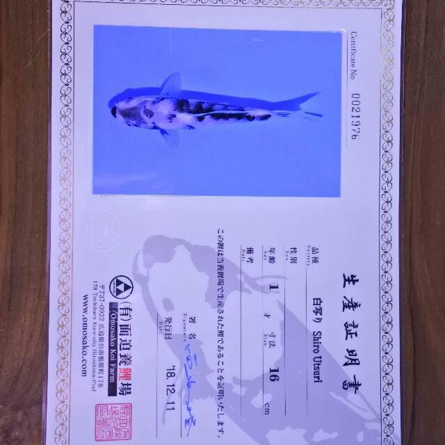 Shiro Utsuri (Omosako) 16 cm. Import dan sertifikat