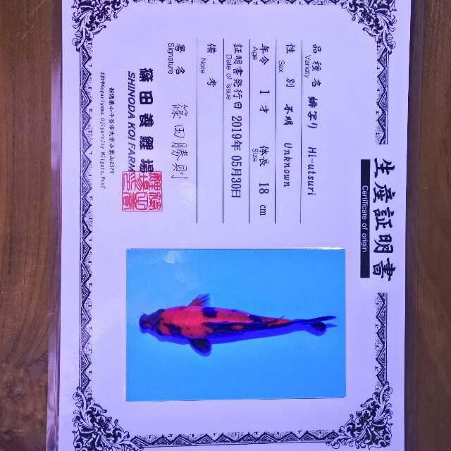 Hi utsuri ( Shinoda) 18 cm. Import dan sertifikat