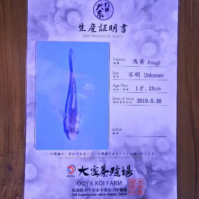 Asagi (Ooya) 13 cm. Import dan sertifikat