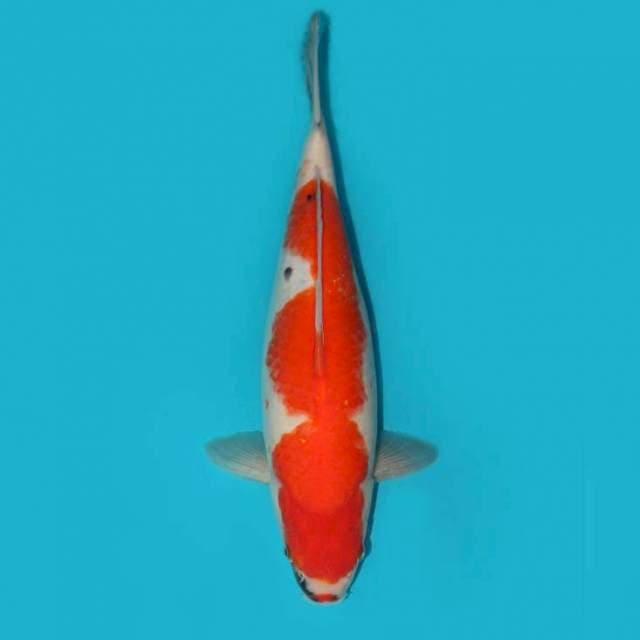 SHOWA TATEGOI 40 CM