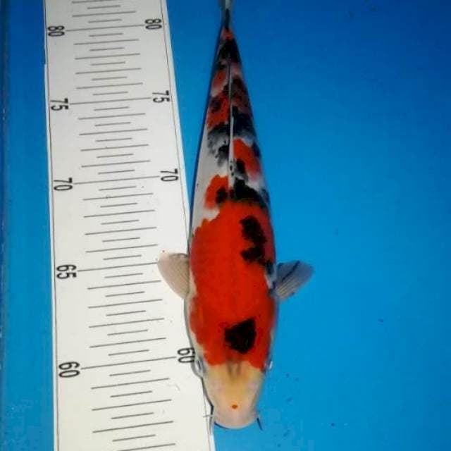 27cm Red Strong Sanke