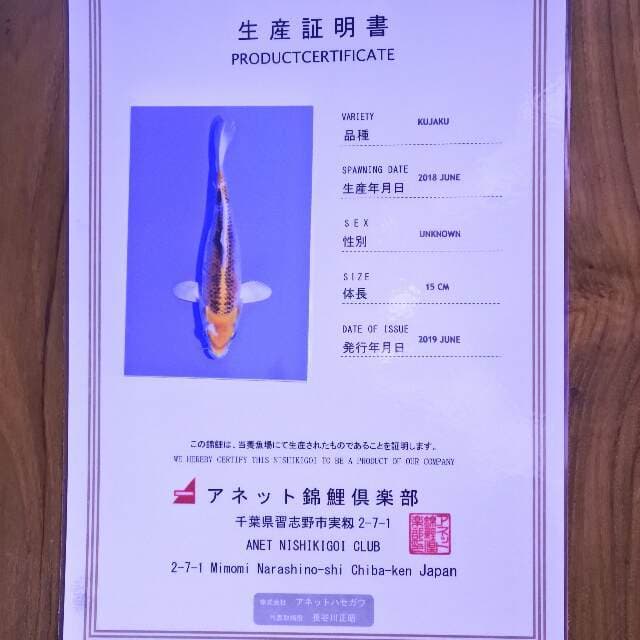Kujaku (Aneto) 15 cm. Import dan sertifikat