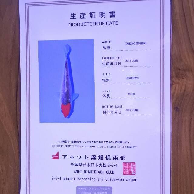Tancho Goshiki (Aneto) 19cm. Import dan sertifikat