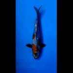 Atarashi ochiba doitsu, RARE 30 bu